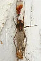 Paroligolophus agrestis - photo 3