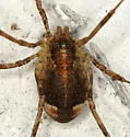 Paroligolophus agrestis - photo 4