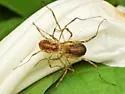 Paroligolophus agrestis - photo 5