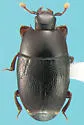 Paromalus bistriatus