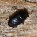 Paromalus bistriatus - photo 2