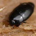 Paromalus bistriatus - photo 3