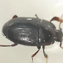 Paromalus bistriatus - photo 4
