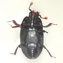 Paromalus bistriatus - photo 5