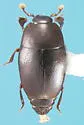 Paromalus complexus