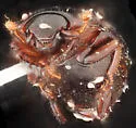 Paromalus debilis - photo 4