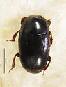 Paromalus debilis - photo 5