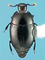 Paromalus durangoensis