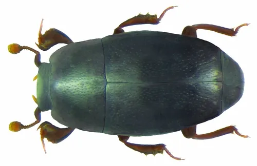 Paromalus flavicornis