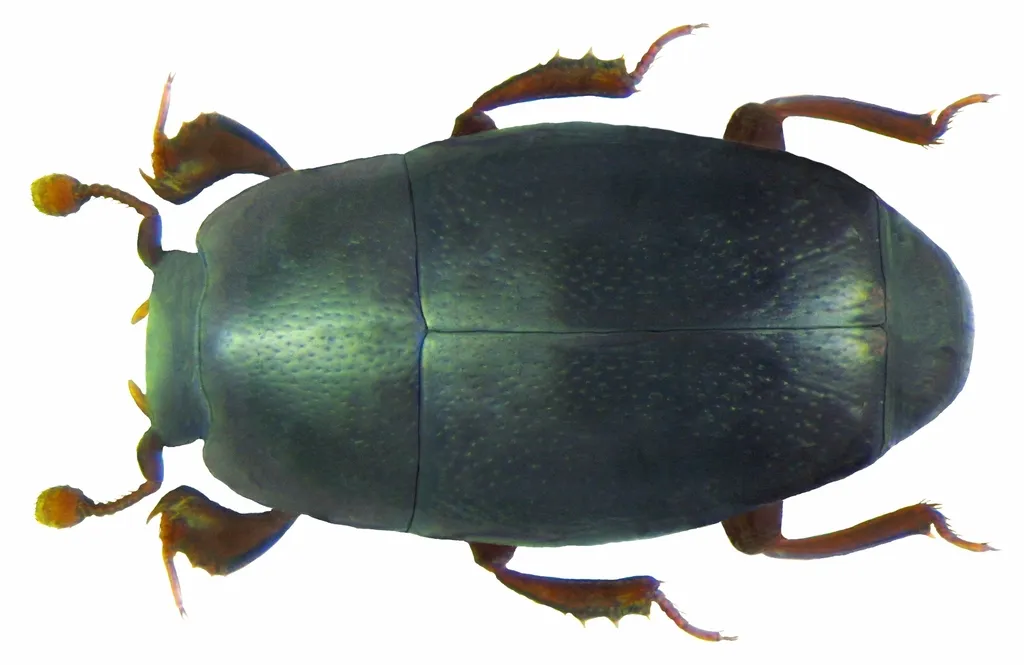 Paromalus flavicornis - photo 2