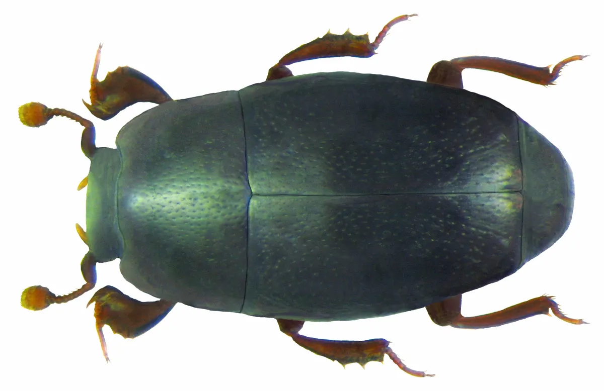 Paromalus flavicornis - photo 3
