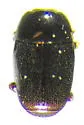 Paromalus mancus
