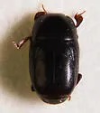 Paromalus mancus - photo 4