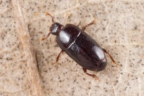Paromalus parallelepipedus
