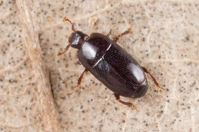 Paromalus parallelepipedus - photo 2