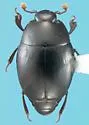 Paromalus seeversi