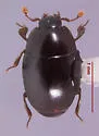 Paromalus seeversi - photo 3