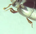 Paromalus teres - photo 3