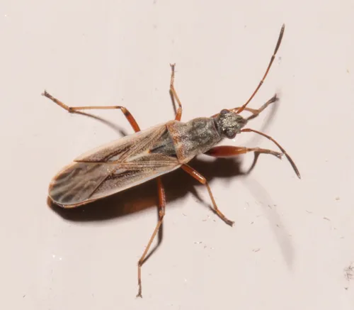 Paromius longulus - photo 2