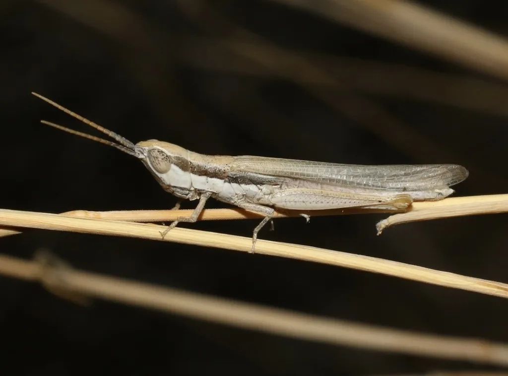 Pale Toothpick Grasshopper - photo 2