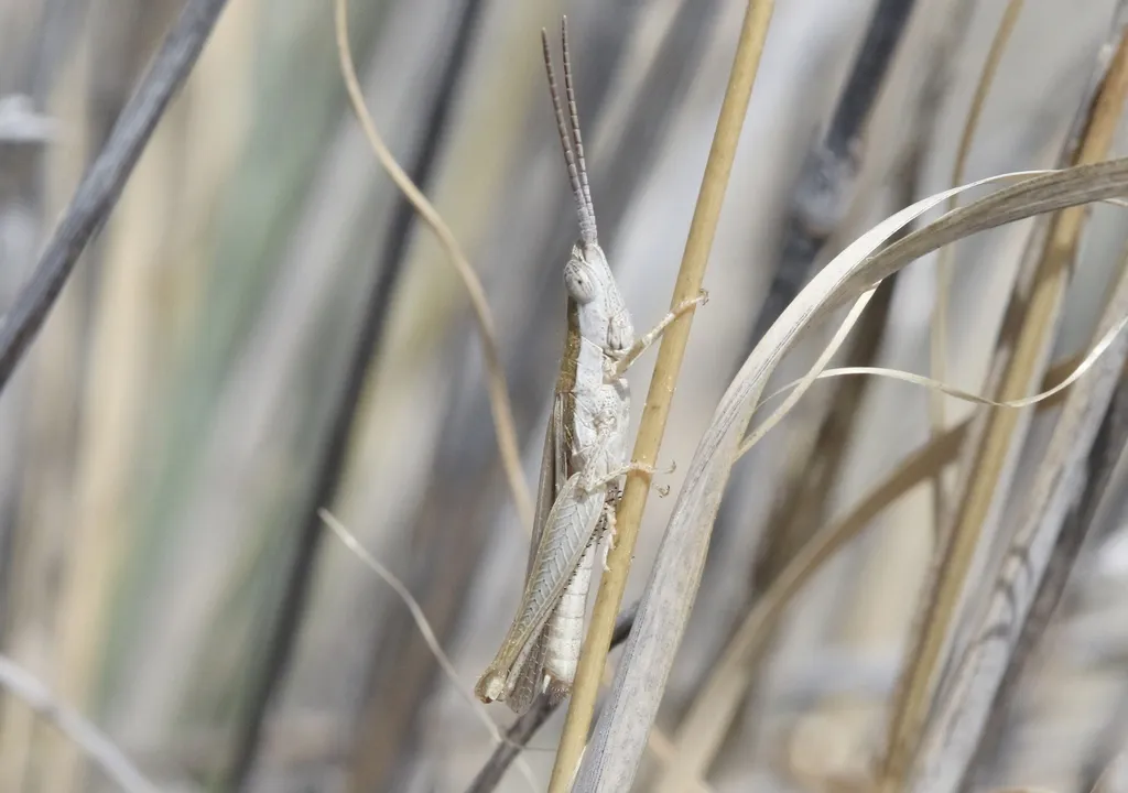 Virgata Toothpick Grasshopper - photo 2