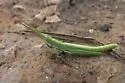 Wyoming Toothpick Grasshopper
