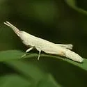 Wyoming Toothpick Grasshopper - photo 2