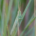 Wyoming Toothpick Grasshopper - photo 3