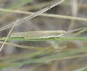 Wyoming Toothpick Grasshopper - photo 5