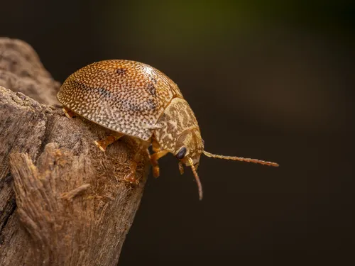 Paropsis atomaria - photo 2