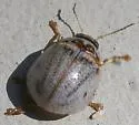Eucalyptus Leaf Beetle - Paropsisterna m-fuscum