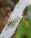 Eucalyptus Leaf Beetle - photo 2