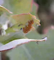 Eucalyptus Leaf Beetle - photo 3