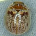 Eucalyptus Leaf Beetle - photo 4