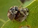 Eucalyptus Leaf Beetle - photo 5