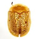 Parorectis sublaevis - photo 2