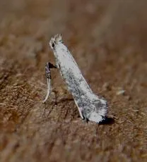 Parornix anglicella