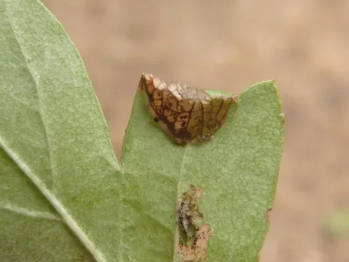 Parornix anglicella - photo 2