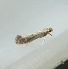 Parornix anglicella - photo 3
