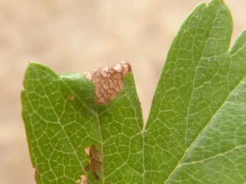 Parornix anglicella - photo 4
