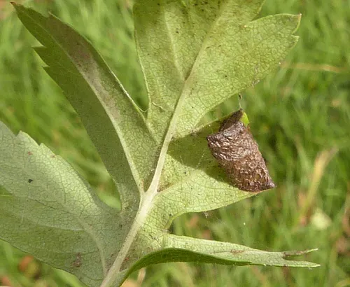 Parornix anglicella - photo 5