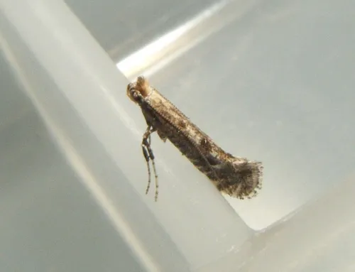 Parornix anglicella - photo 6