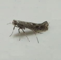 Parornix betulae