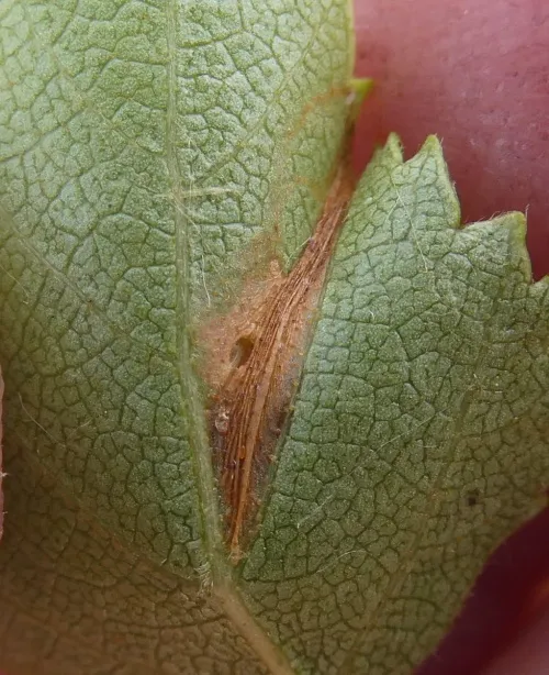 Parornix betulae - photo 3