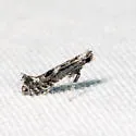 Parornix conspicuella - Hodges#0669