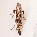 Parornix conspicuella - Hodges#0669 - photo 4