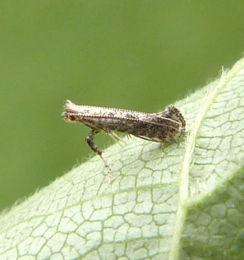 Parornix devoniella