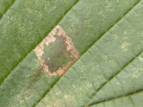 Parornix devoniella - photo 2