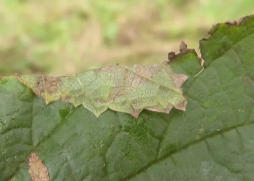 Parornix devoniella - photo 3