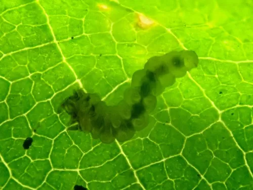 Parornix devoniella - photo 5